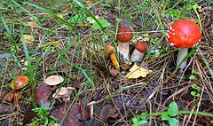 photo "A small get-together of fungi."