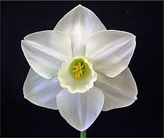 photo "Daffodil"