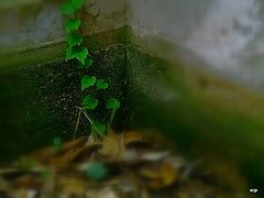 фото "***"