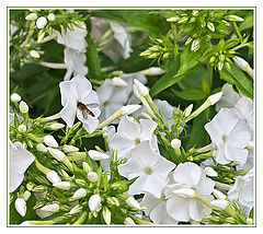 photo "***"