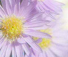 фото "Lauren"