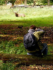 фото "Wildlife photograph"