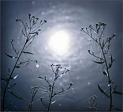photo "***"