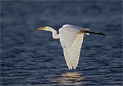 photo "Heron"