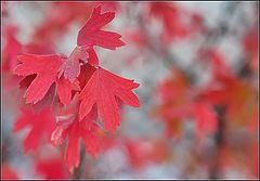photo "Red flags fall"