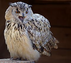 photo ""Sibi" Bubo bubo sibiricus"