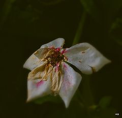 фото "***"
