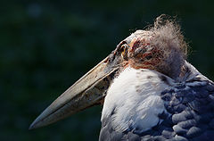 photo "Thinking"