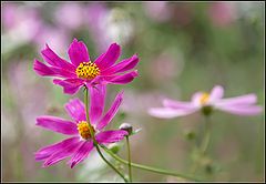 photo "pink dancer"