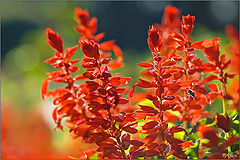 photo "***"
