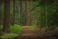 фото "come walking here"
