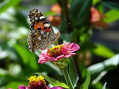 фото "Vanessa cardui"