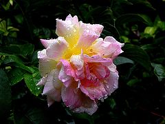 photo "***"