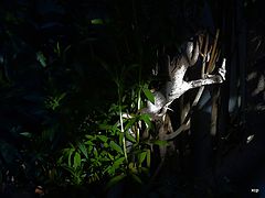 фото "***"