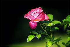 photo "***"