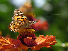 фото "Vanessa cardui"