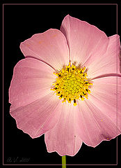 photo "**"