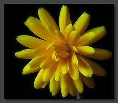 фото "marigold"