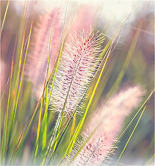 photo "***"