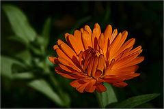 photo "The dying fire of the summer"