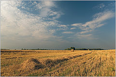 photo "Stubble"