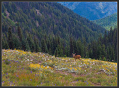 photo "Beauty with big ears"