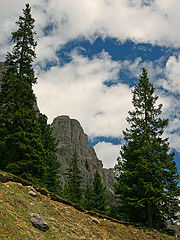 фото "trees"