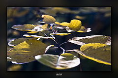 photo "***"