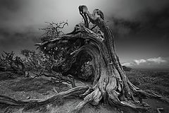 фото "Непокорённый"