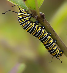 фото "Feeding caterpillar"