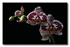 фото "spotted orchid"