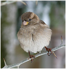 фото "Passer domesticus"