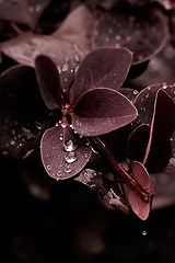 photo "***"