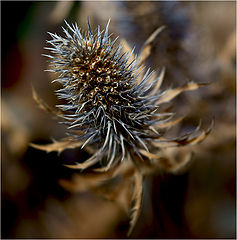 photo "I am a thorn!"