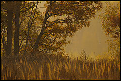 photo "***"