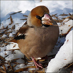 photo "Cocco"