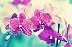 фото "Orhidee"