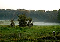 фото "Evening Fog at Hareskoven Copenhagen"
