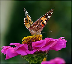 фото "Vanessa cardui"