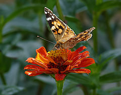 фото "Vanessa cardui"