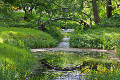 photo "Разрешить написание латиницей Bridge and reflection."