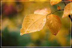 photo "***"