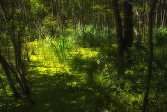 photo "Thicket"