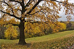 photo "***"