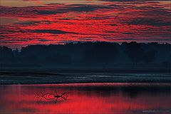 фото "Blood of the morning"
