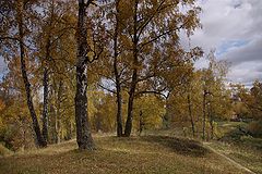 фото "Берёзовая роща."