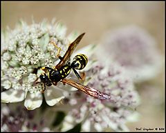 фото "Festin Automnale"