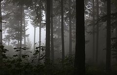 photo "***"