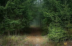 photo "лес, ельник"