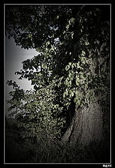 photo "***"